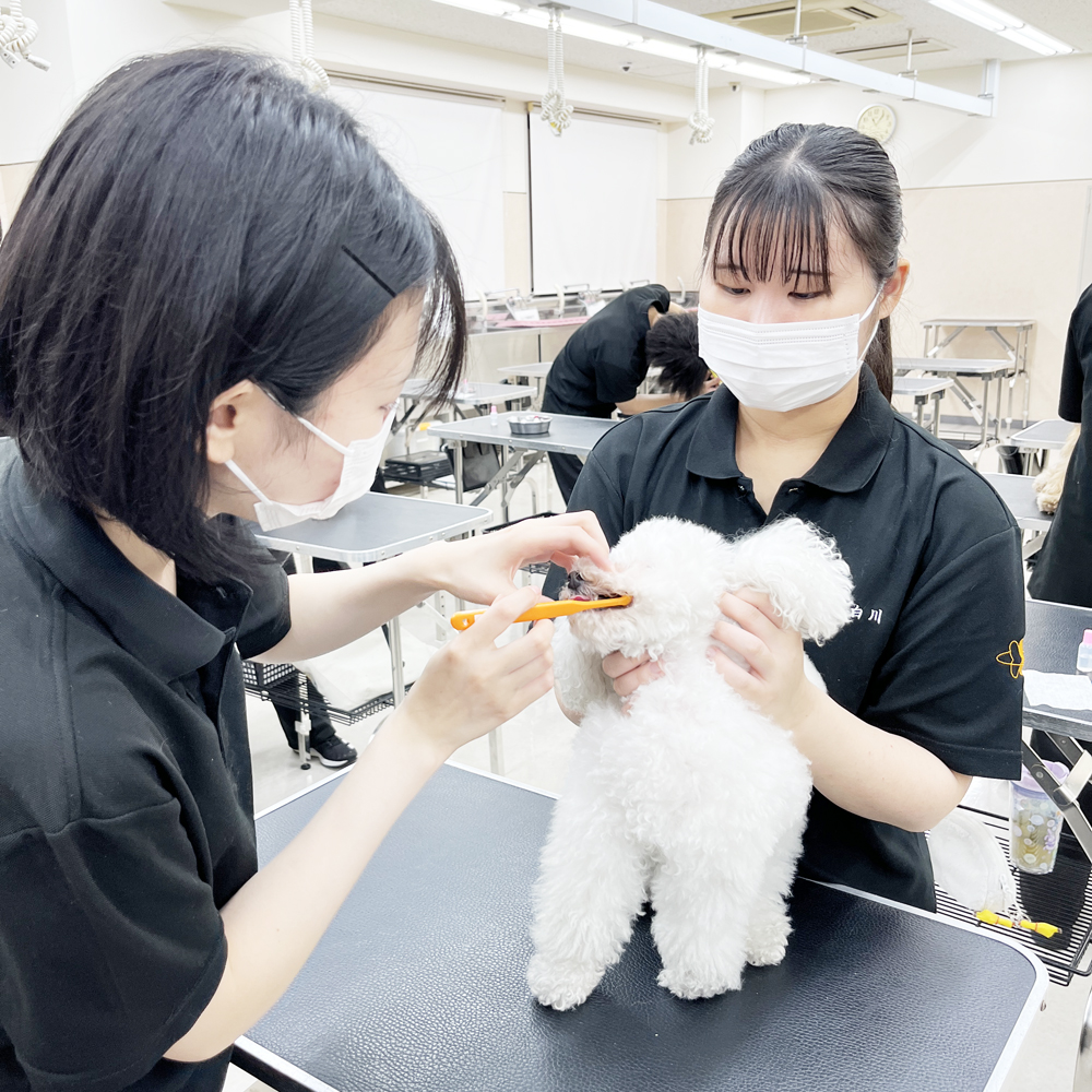 ２年生の看護実習～保定＆歯みがき～